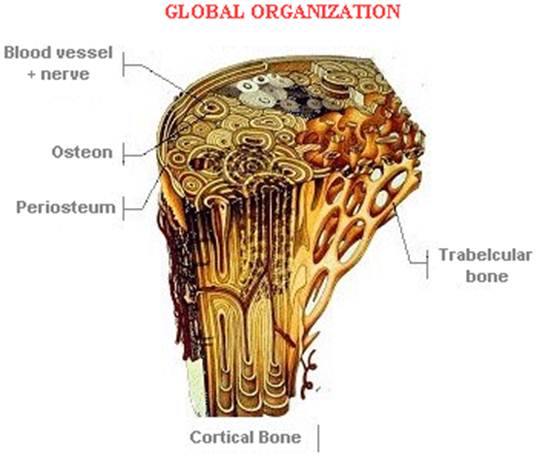 Bone Up! - Eating habits for bone, The effect of gravity to bones